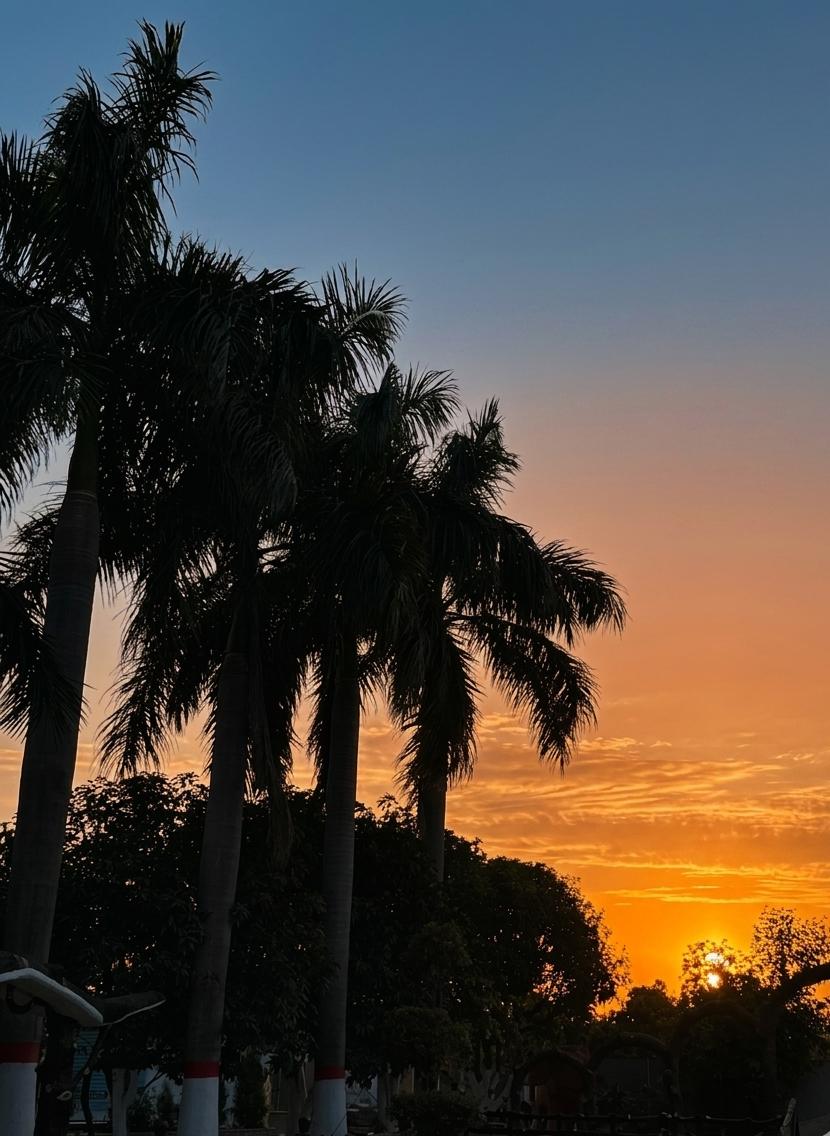 Beautiful palm trees at golden hour creating perfect ambiance